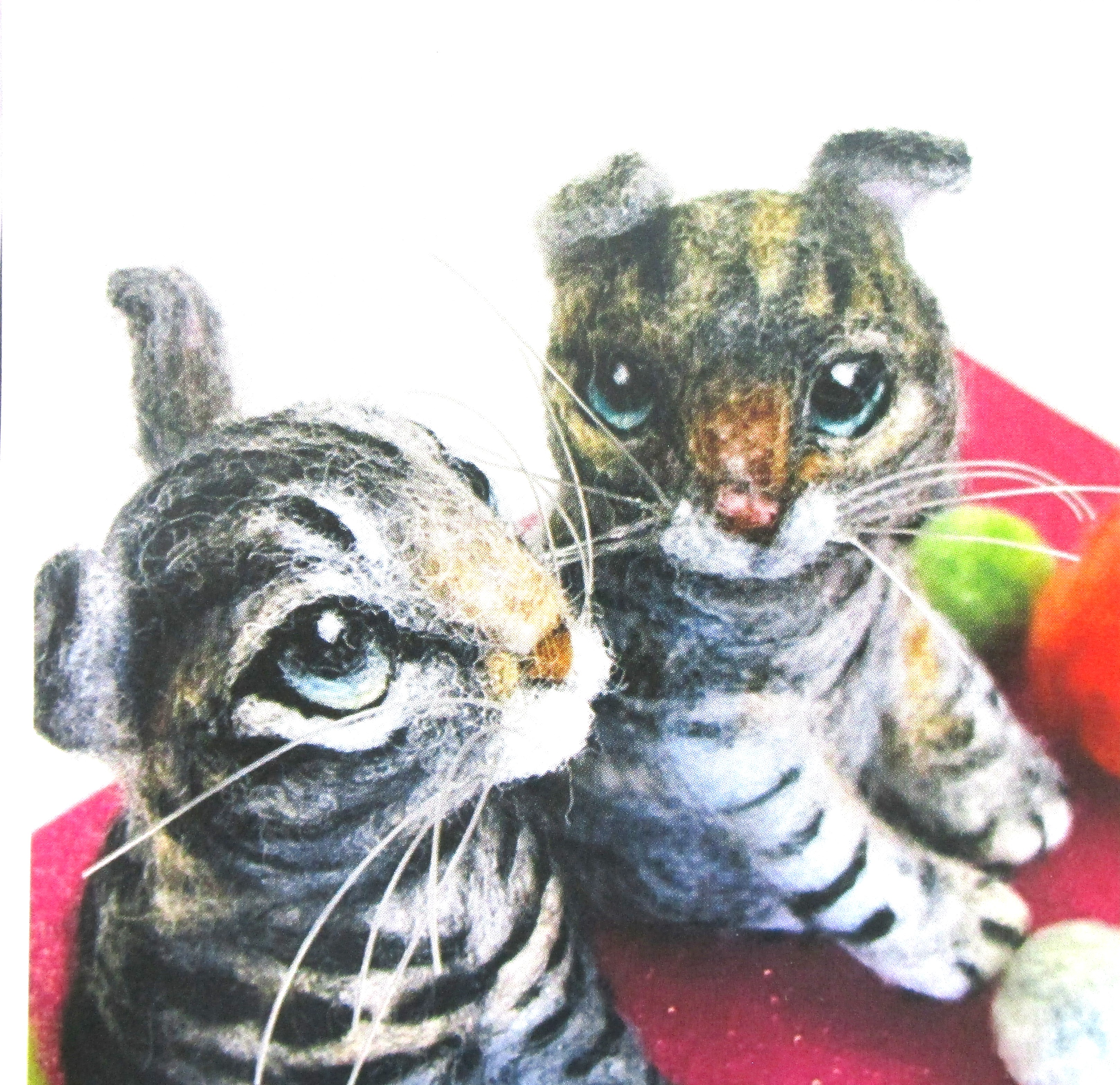 羊毛フェルト　専用ページ 羊毛フェルト . . 動物コースター . . #nswork #羊毛フェルト