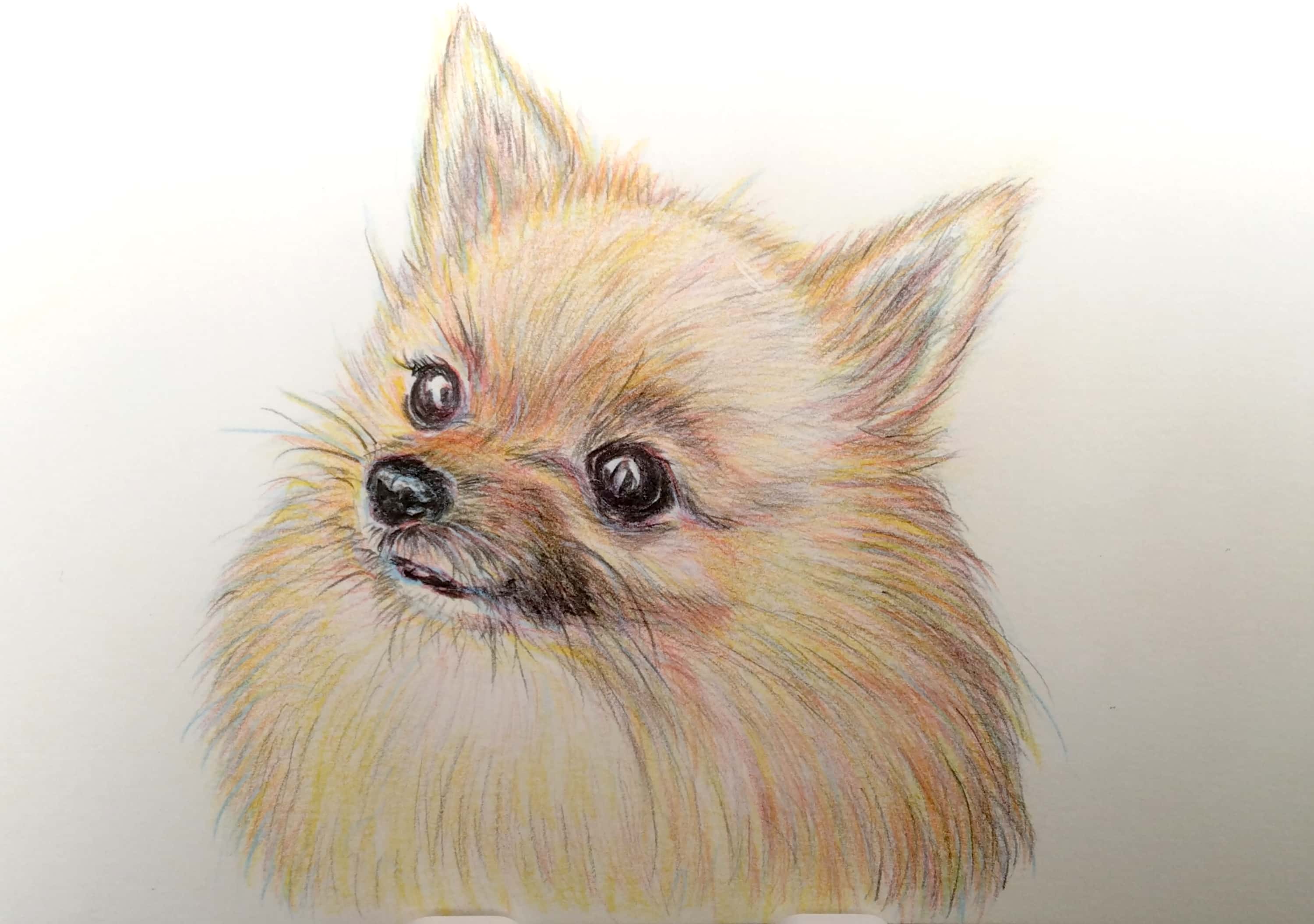 もふもふ特等席 色鉛筆画 もふもふ特等席 色鉛筆画【公式オンライン