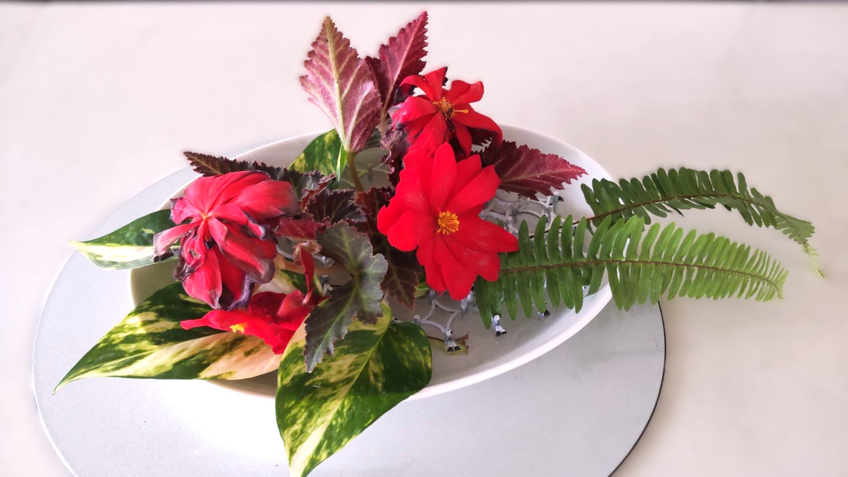 ベコニア・玉シダ・ポトス