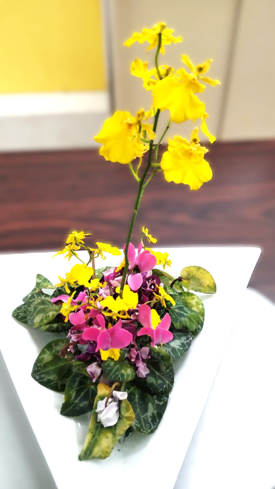 オンジューム.シクラメン